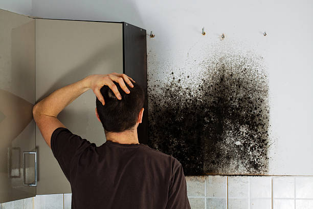 Why You Should Choose Our Mold Remediation Services in Gainesville, TX